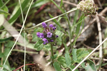 Flowers of the Selfheal plant (Prunella vulgaris)