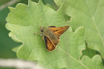 Large Skipper butterfly (Ochlodes sylvanus)