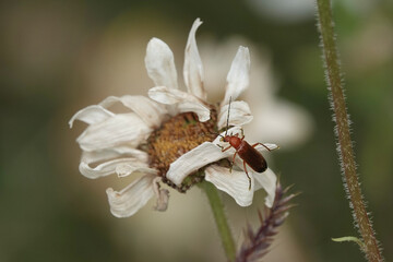 A Common Red Soldier Beetle (Rhagonycha fulva) on the flower of an oxeye daisy