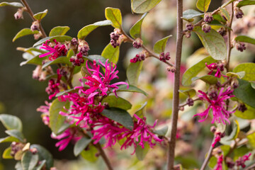 Botanical collection, pink flowers of Loropetalum chinense close up