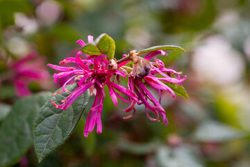 Botanical collection, pink flowers of Loropetalum chinense close up