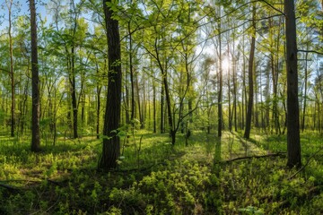 Sunlit Forest Landscape