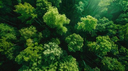 Sunlit green forest captured in wide angle shot
