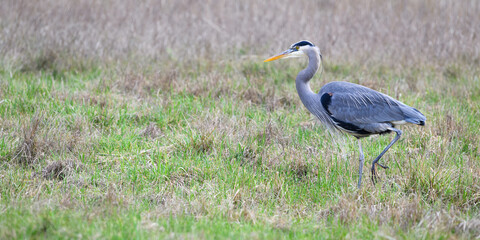 Great blue heron bird moving into open space with foot raised in profile