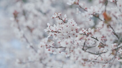 Obraz premium Panoramic Scenery. Twig Of Light Cherry Plum. Blossom With Light Flowers And Some Red Leaves.