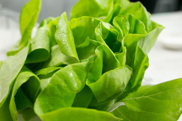 A closeup view of the leaves from a head of Boston lettuce.