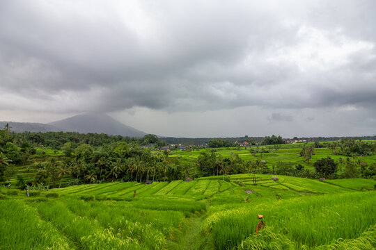 Rice terrace and field on a rainy day in Bali, Indonesia.&nbsp;
