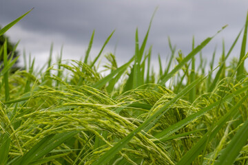 Wide and close view of green grass of rice fields on a rainy day in Bali, Indonesia. For background 