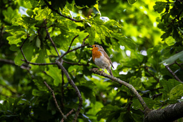 Eurasian robing sitting on a branch in the middle of a bush.Wallpaper with a view.