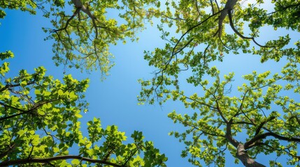 Obraz premium The branches of trees with varying leaf coverage are framing the clear blue sky