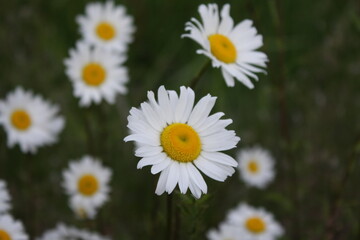 Close-up photo of daisies in a field on a dark day, daisies, sadness, gloom, background.