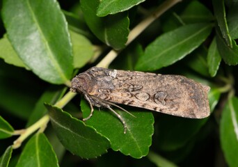 Pearly underwing moth Peridroma saucia insect leaf nature Springtime pest control.