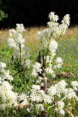 Jasmine, a genus of shrubs and vines in the olive family of Oleaceae