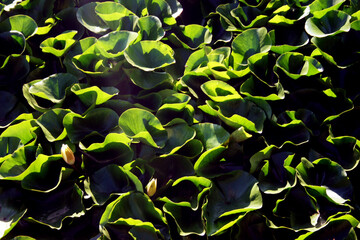 Water lily, a genus of aquatic plants
