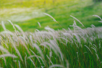White glass flower close-up on a blurred background.