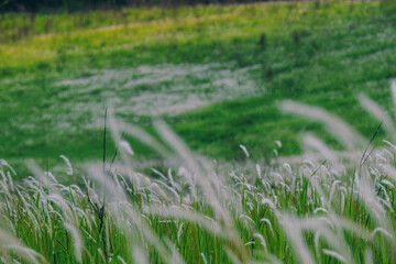 White glass flower close-up on a blurred background.