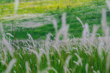 White glass flower close-up on a blurred background.