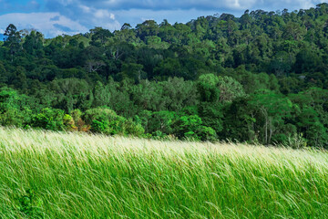 Aerial view of beautiful rural landscape with green and white glass flower fields and trees under a sunny blue sky, National park, Thailand.