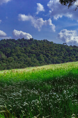 Aerial view of beautiful rural landscape with green and white glass flower fields and trees under a sunny blue sky, National park, Thailand.
