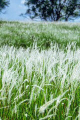 Aerial view of beautiful rural landscape with green and white glass flower fields and trees under a sunny blue sky, National park, Thailand.