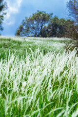 Aerial view of beautiful rural landscape with green and white glass flower fields and trees under a sunny blue sky, National park, Thailand.