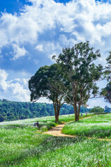 Obraz premium Aerial view of beautiful rural landscape with green and white glass flower fields and trees under a sunny blue sky, National park, Thailand.