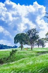 Aerial view of beautiful rural landscape with green and white glass flower fields and trees under a sunny blue sky, National park, Thailand.