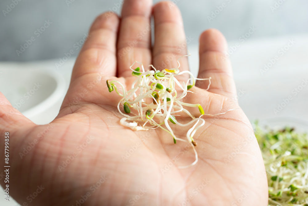 Wall mural a view of a small pile of sprouts in the palm of the hand.