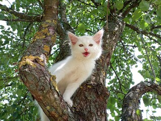 A white kitten on the branches of a pear meows asking for help. A pet on a tree branch.
Beautiful white domestic kitten.