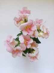 soft pink snapdragon flowers
