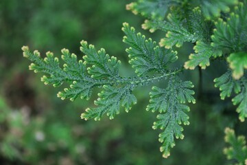 Close up of a small and delicate fern stem