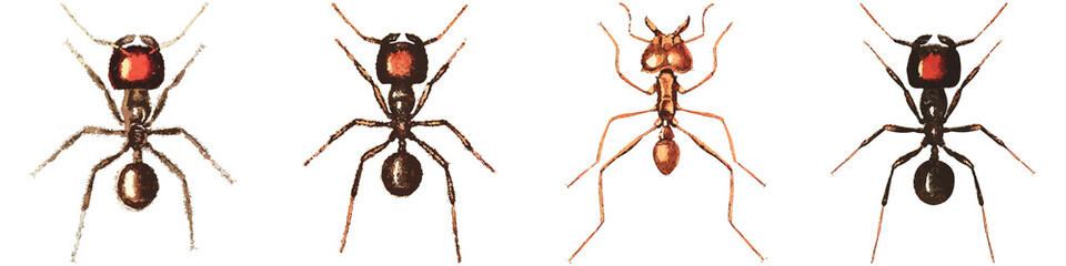 Set of watercolor Ant illustrations