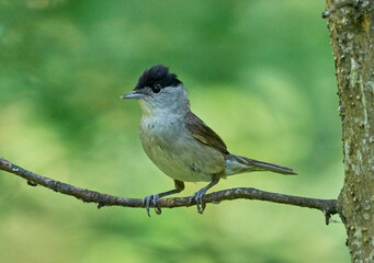 A black-headed warbler sits on a tree branch.