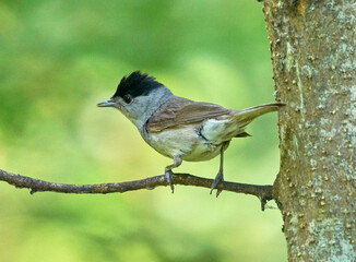 Fototapeta premium A black-headed warbler sits on a tree branch.