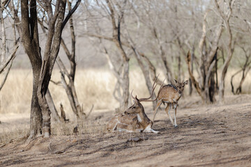 deer in the woods