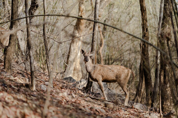 deer in the woods