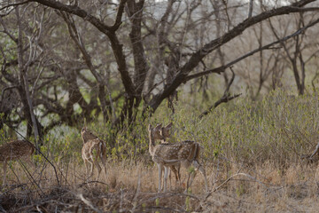deer in the woods