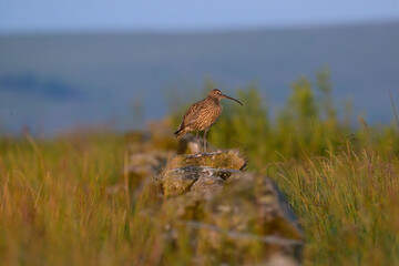 Curlew bird on moors in staffordshire 