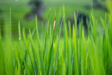 Wide and close view of green grass of rice fields on a rainy day in Bali, Indonesia. For background