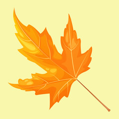 Maple Leaf. Vector illustration of a leaf from a tree. Autumn maple leaf