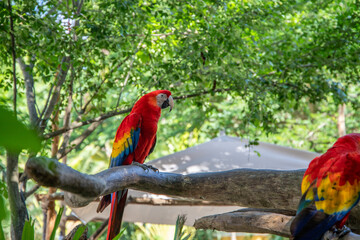 Scarlet Macaw or Flag Macaw (Ara macao) at Eco-Park in Quintana Roo, Mexico