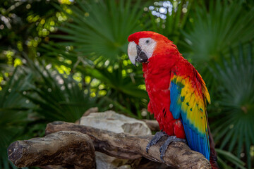 Scarlet Macaw or Flag Macaw (Ara macao) at Eco-Park in Quintana Roo, Mexico