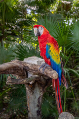 Scarlet Macaw or Flag Macaw (Ara macao) at Eco-Park in Quintana Roo, Mexico