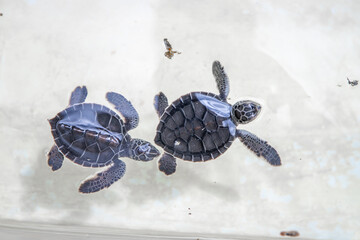 Baby Sea turtles in a pond at Eco-Park in Quintana Roo, Mexico