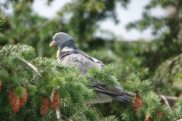 A common wood pigeon perched on an evergreen tree branch, surrounded by greenery in a serene and...