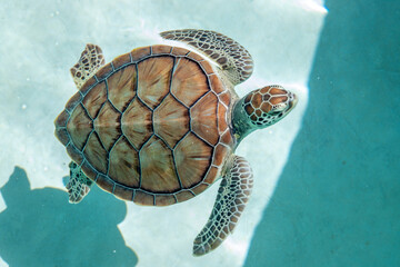 Sea turtle in a pond at Eco-Park in Quintana Roo, Mexico