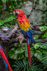 Scarlet Macaw or Flag Macaw (Ara macao) at Eco-Park in Quintana Roo, Mexico