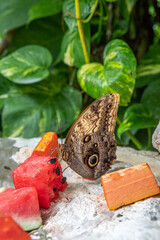 Butterflies eating fruit