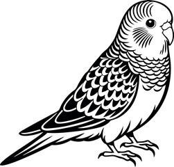 Obraz premium A black and white bird with a white head and a black body