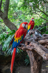 Scarlet Macaw or Flag Macaw (Ara macao) at Eco-Park in Quintana Roo, Mexico